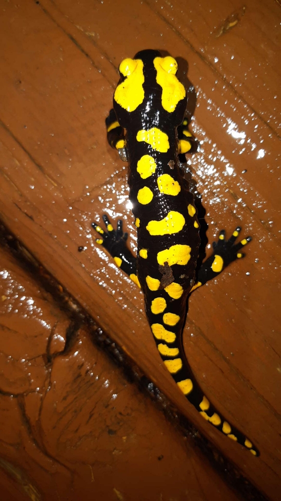 Salamandra infraimmaculata  photographed by רמדאן עיסא 