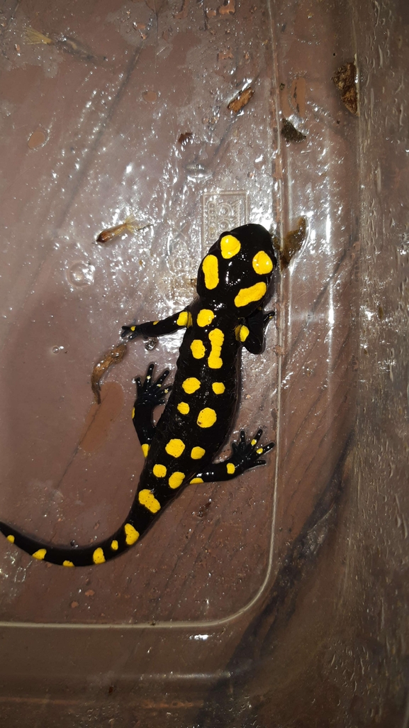 Salamandra infraimmaculata  photographed by רמדאן עיסא 