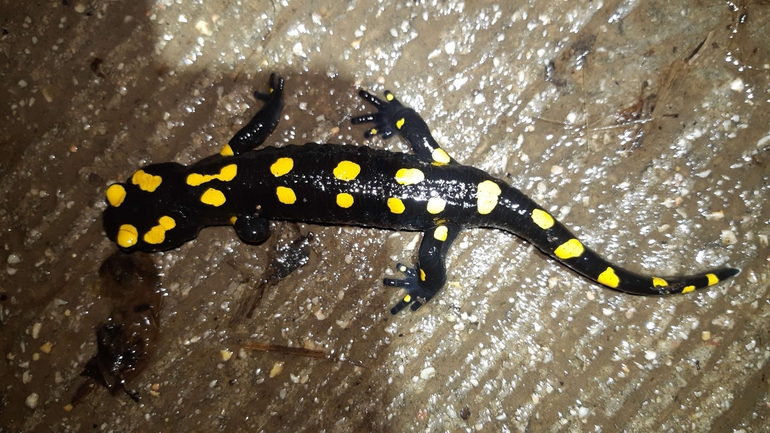 Salamandra infraimmaculata  photographed by רמדאן עיסא 