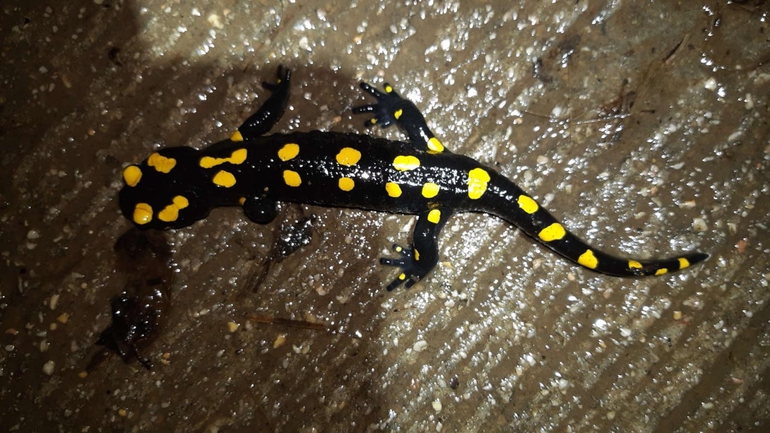 Salamandra infraimmaculata  photographed by רמדאן עיסא 