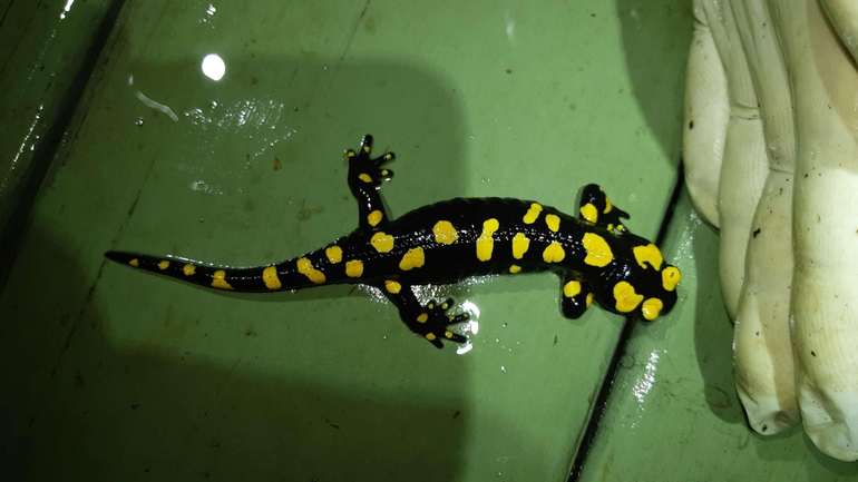 Salamandra infraimmaculata  photographed by רמדאן עיסא 