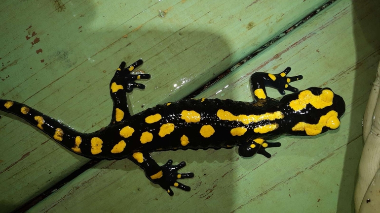 Salamandra infraimmaculata  photographed by רמדאן עיסא 