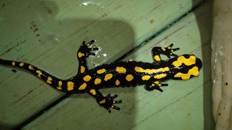 Salamandra infraimmaculata  photographed by רמדאן עיסא 