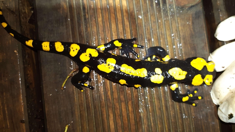 Salamandra infraimmaculata  photographed by רמדאן עיסא 