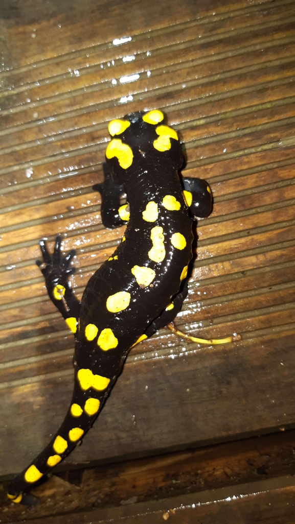 Salamandra infraimmaculata  photographed by רמדאן עיסא 