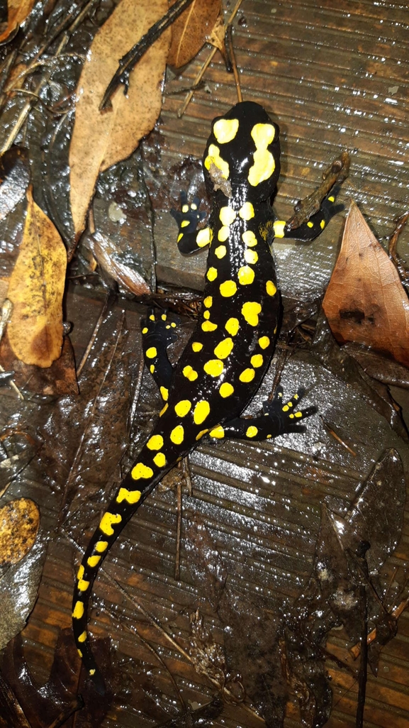 Salamandra infraimmaculata  photographed by רמדאן עיסא 