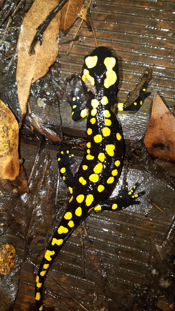 Salamandra infraimmaculata  photographed by רמדאן עיסא 