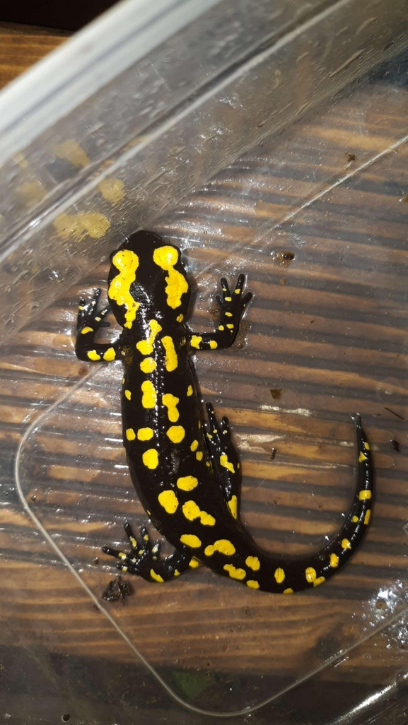 Salamandra infraimmaculata  photographed by רמדאן עיסא 