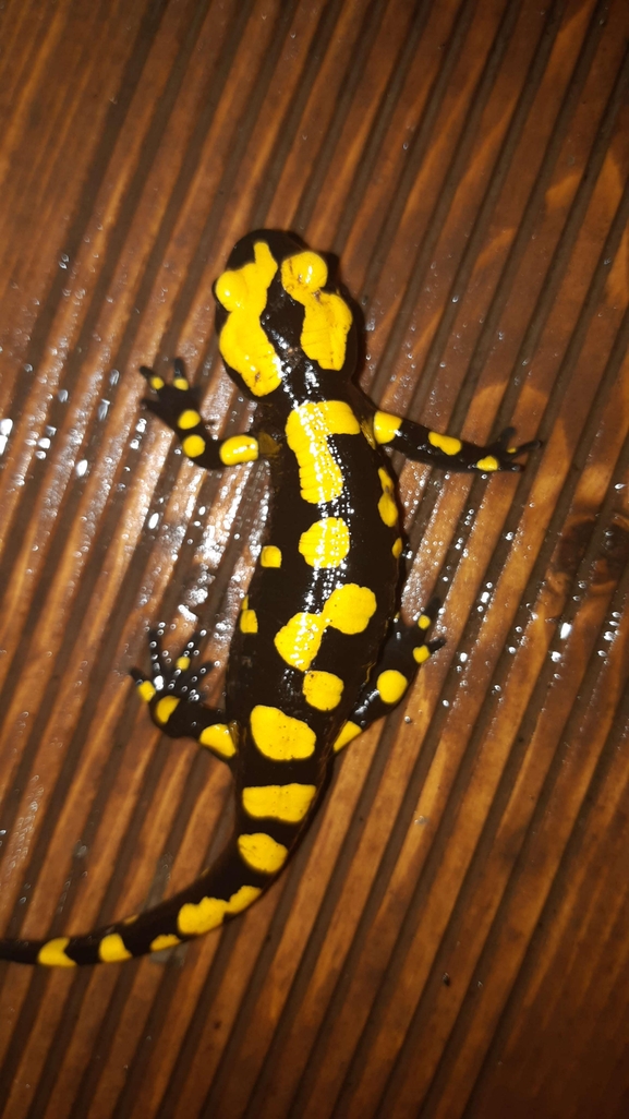 Salamandra infraimmaculata  photographed by רמדאן עיסא 