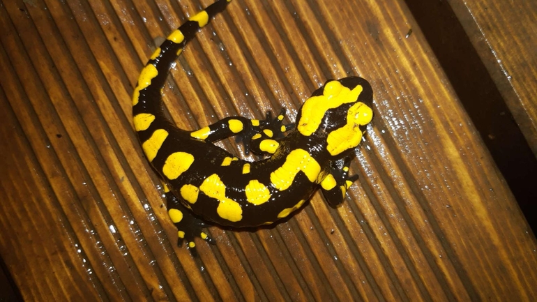 Salamandra infraimmaculata  photographed by רמדאן עיסא 