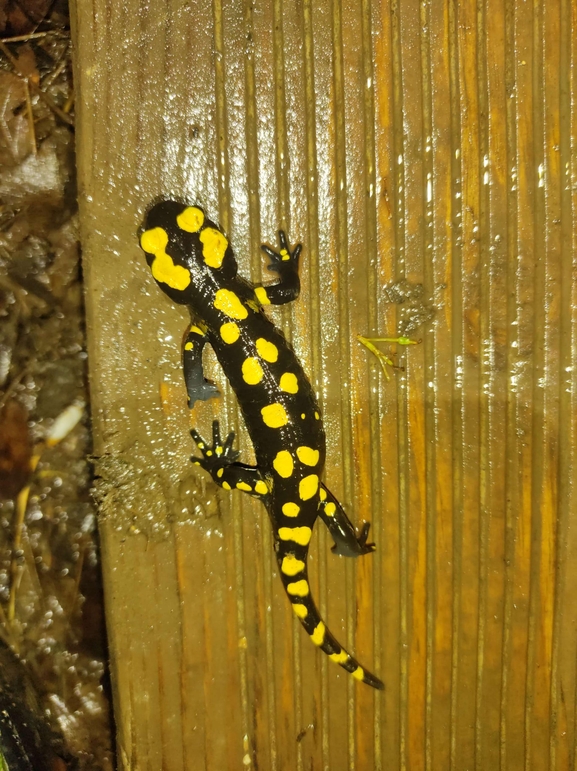 Salamandra infraimmaculata  photographed by רמדאן עיסא 