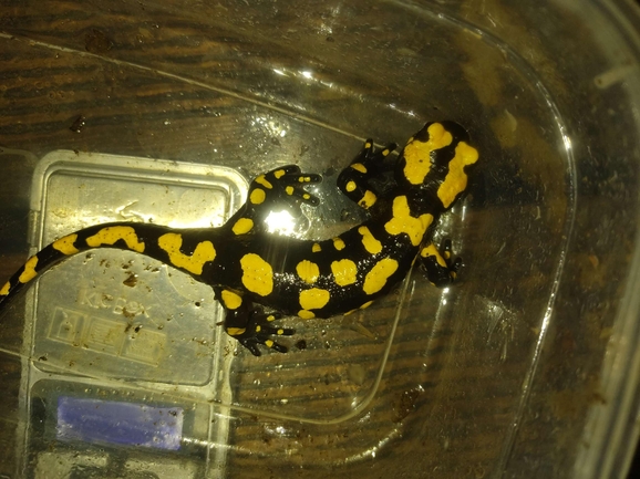 Salamandra infraimmaculata  photographed by רמדאן עיסא 