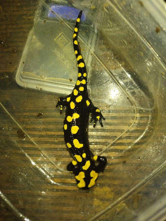 Salamandra infraimmaculata  photographed by רמדאן עיסא 