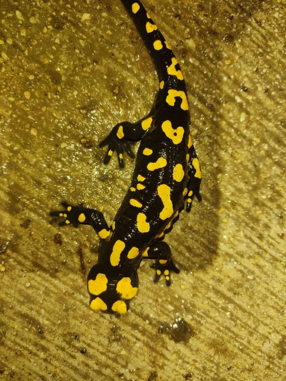 Salamandra infraimmaculata  photographed by רמדאן עיסא 