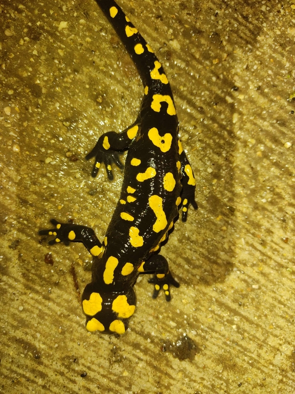 Salamandra infraimmaculata  photographed by רמדאן עיסא 