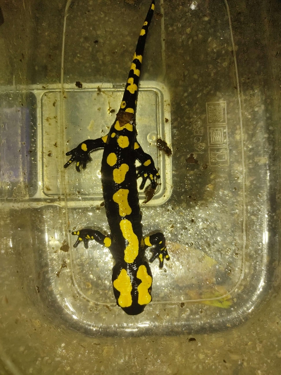 Salamandra infraimmaculata  photographed by רמדאן עיסא 