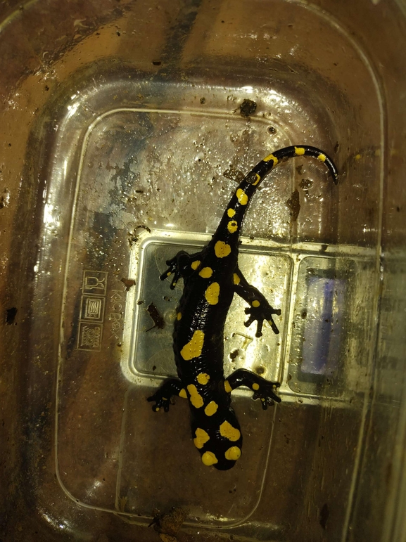 Salamandra infraimmaculata  photographed by רמדאן עיסא 