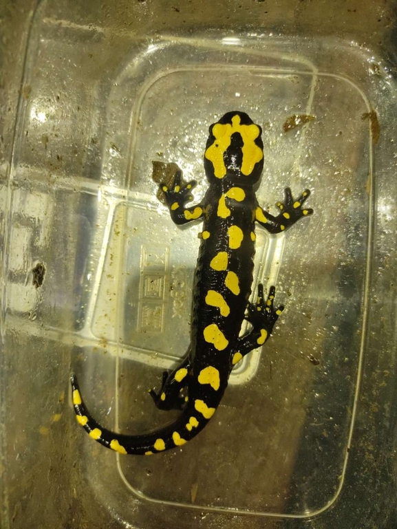 Salamandra infraimmaculata  photographed by רמדאן עיסא 