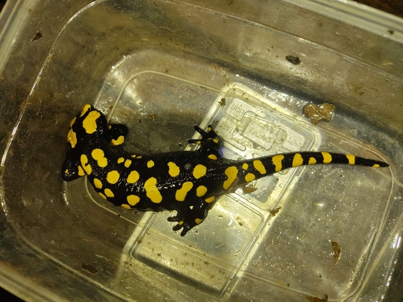 Salamandra infraimmaculata  photographed by רמדאן עיסא 