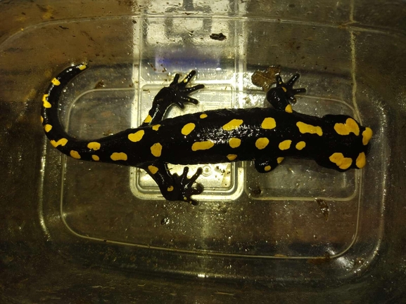 Salamandra infraimmaculata  photographed by רמדאן עיסא 