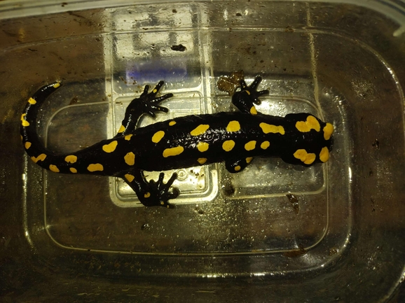 Salamandra infraimmaculata  photographed by רמדאן עיסא 