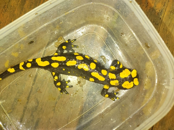 Salamandra infraimmaculata  photographed by רמדאן עיסא 