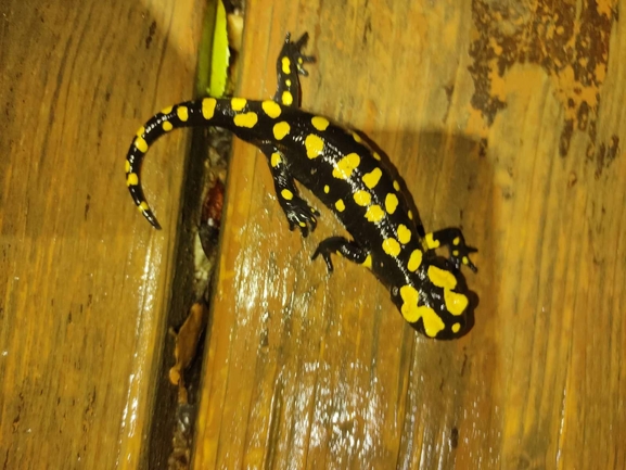 Salamandra infraimmaculata  photographed by רמדאן עיסא 