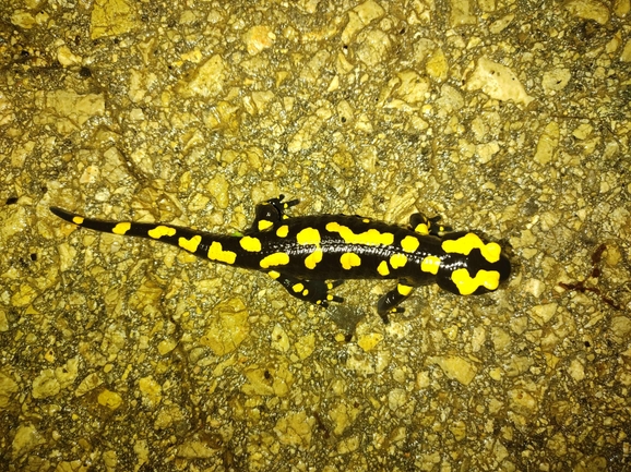 Salamandra infraimmaculata  photographed by רמדאן עיסא 