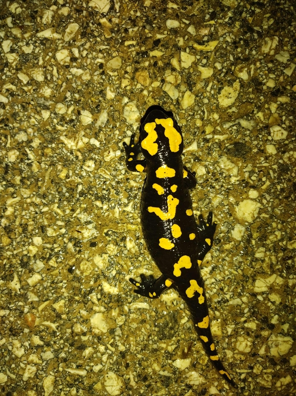 Salamandra infraimmaculata  photographed by רמדאן עיסא 