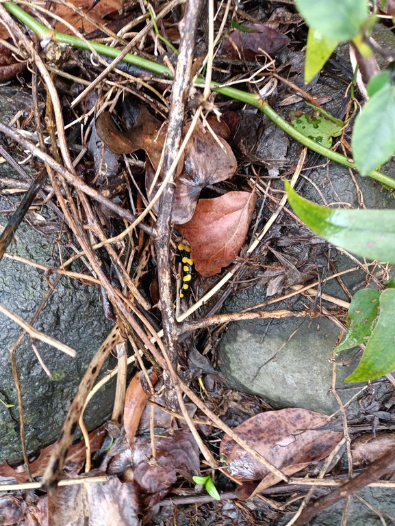 Salamandra infraimmaculata  photographed by צוות תל דן 