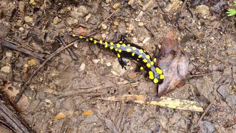 Salamandra infraimmaculata  photographed by רמדאן עיסא 