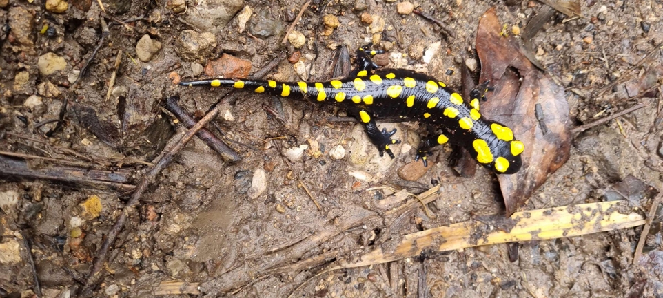 Salamandra infraimmaculata  photographed by רמדאן עיסא 