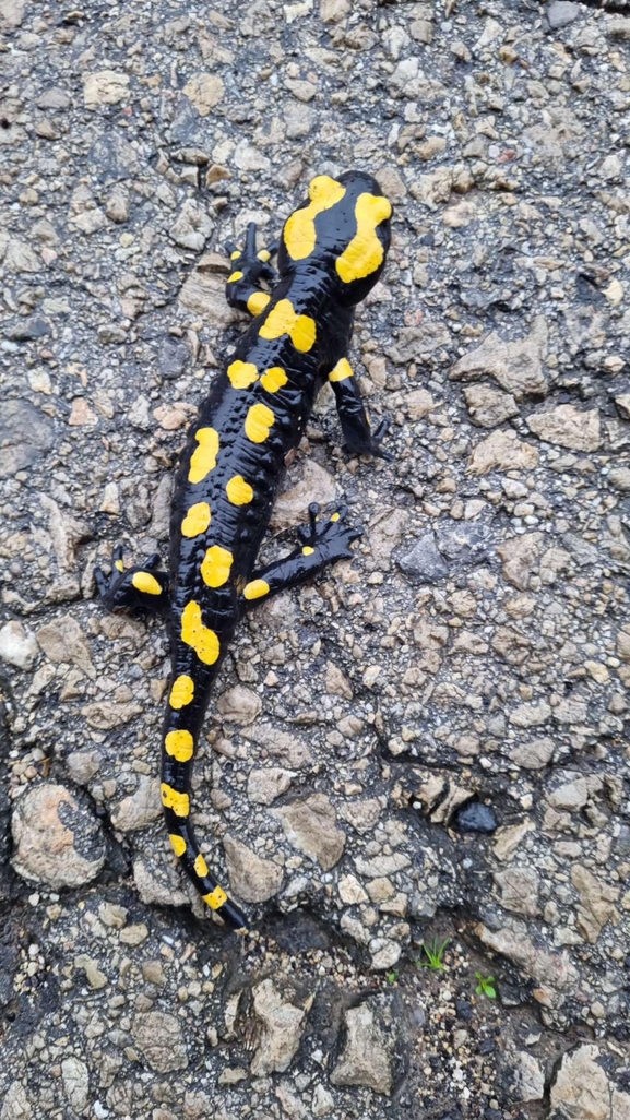 Salamandra infraimmaculata  photographed by רמדאן עיסא 