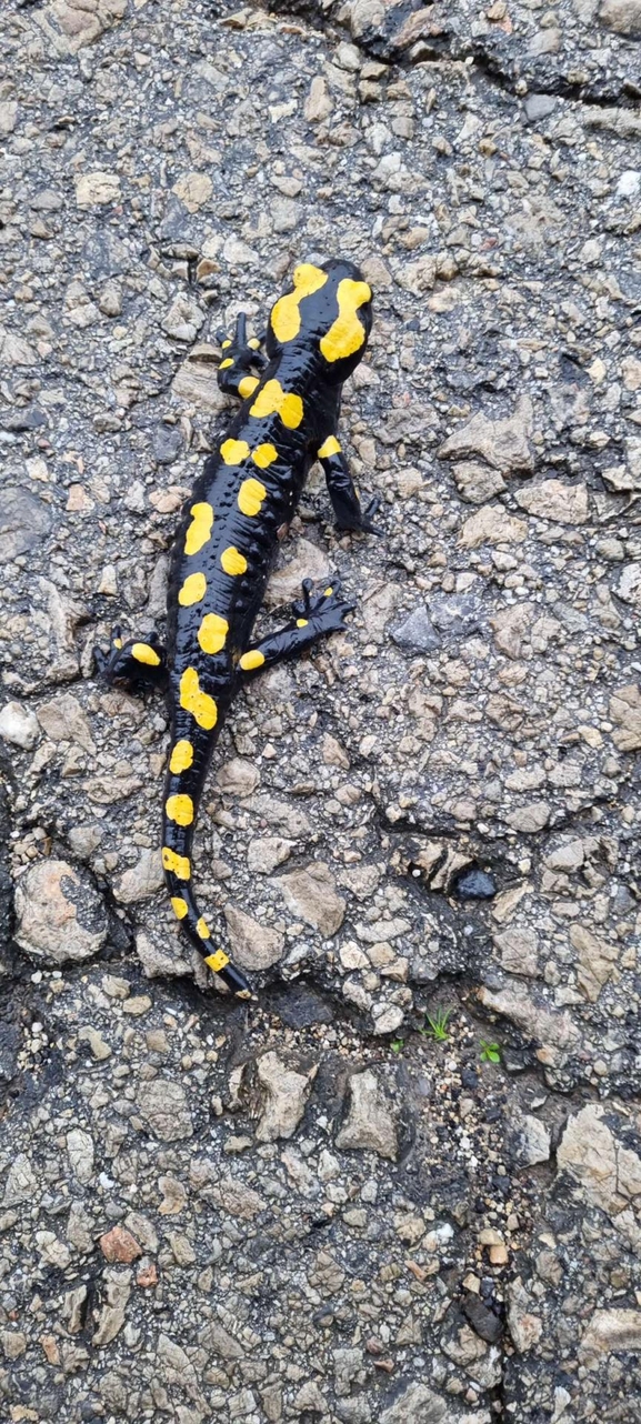 Salamandra infraimmaculata  photographed by רמדאן עיסא 