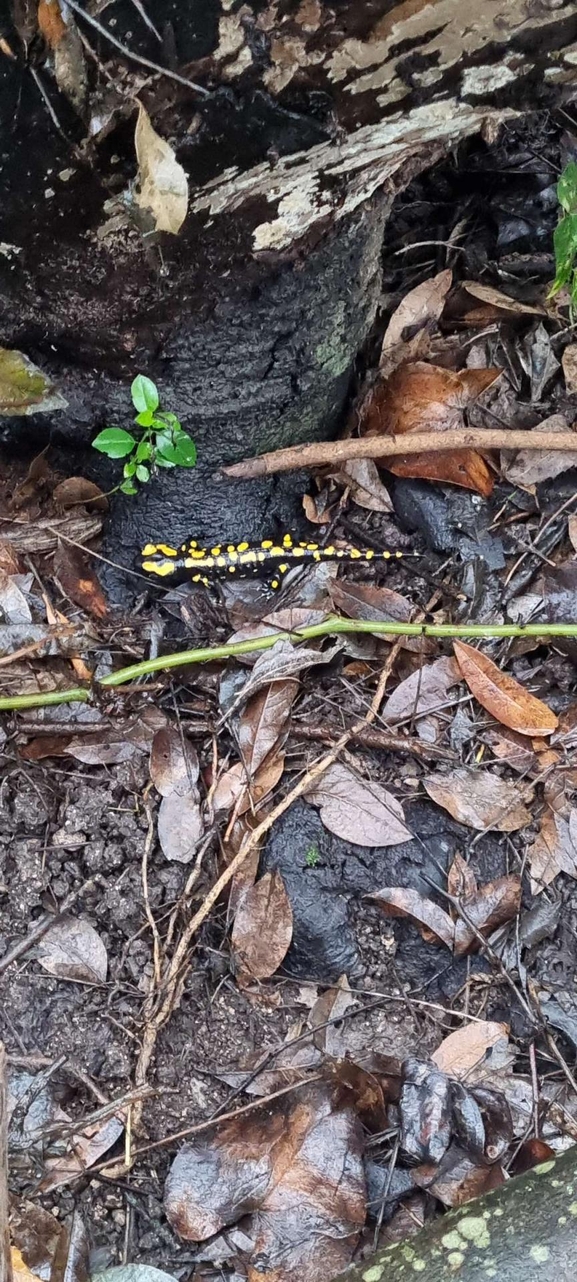 Salamandra infraimmaculata  photographed by רמדאן עיסא 