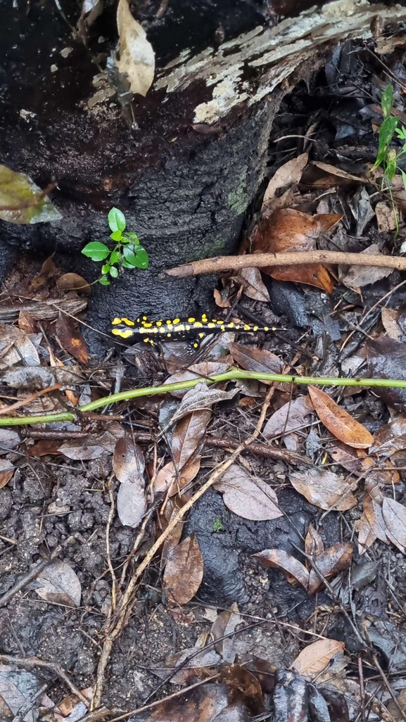 Salamandra infraimmaculata  photographed by רמדאן עיסא 