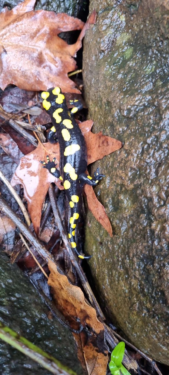 Salamandra infraimmaculata  photographed by רמדאן עיסא 