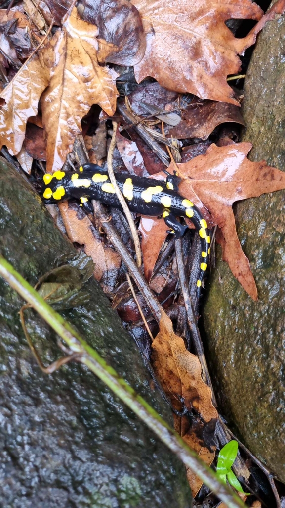 Salamandra infraimmaculata  photographed by רמדאן עיסא 