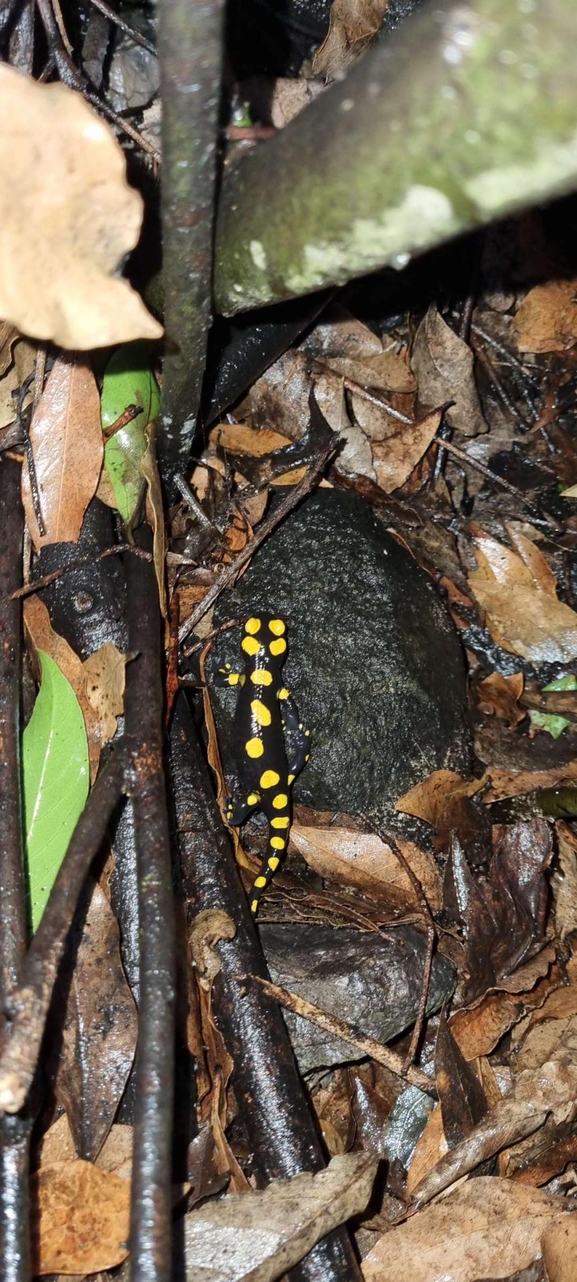 Salamandra infraimmaculata  photographed by רמדאן עיסא 