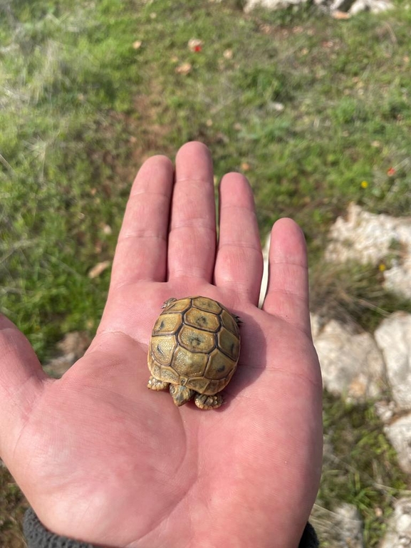 Testudo graeca  photographed by אור מילשטיין 