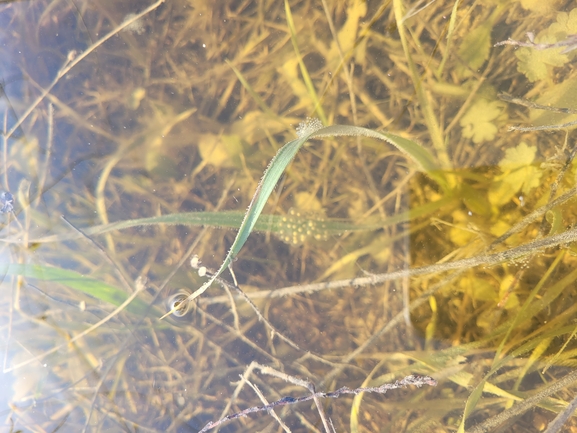 Hyla savignyi (Hyla arborea)  photographed by יאיר פרידברג 