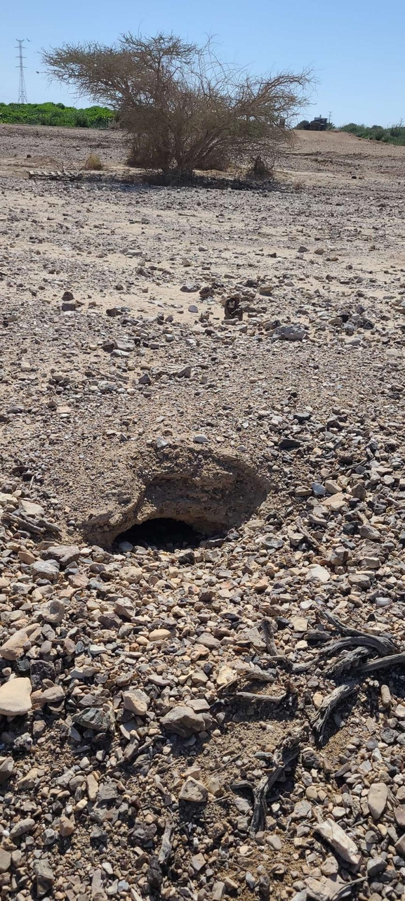 Dabb Lizard  photographed by איתי נוה 