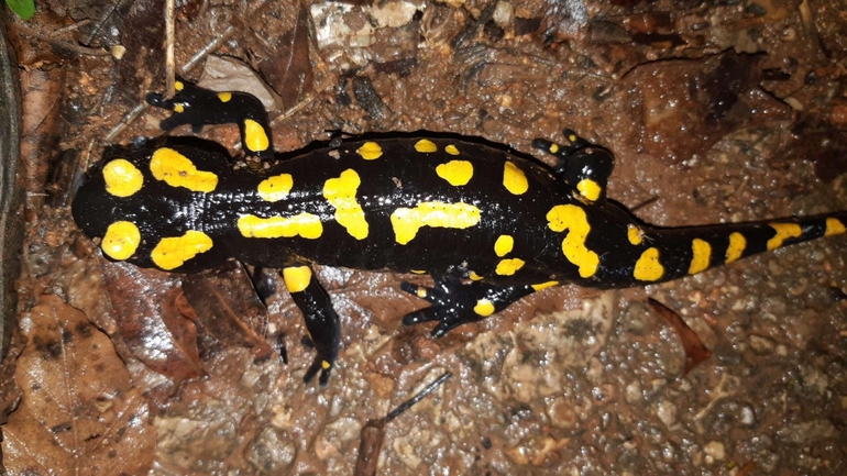 Salamandra infraimmaculata  photographed by רמדאן עיסא 