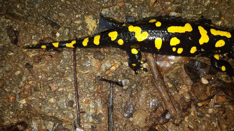 Salamandra infraimmaculata  photographed by רמדאן עיסא 