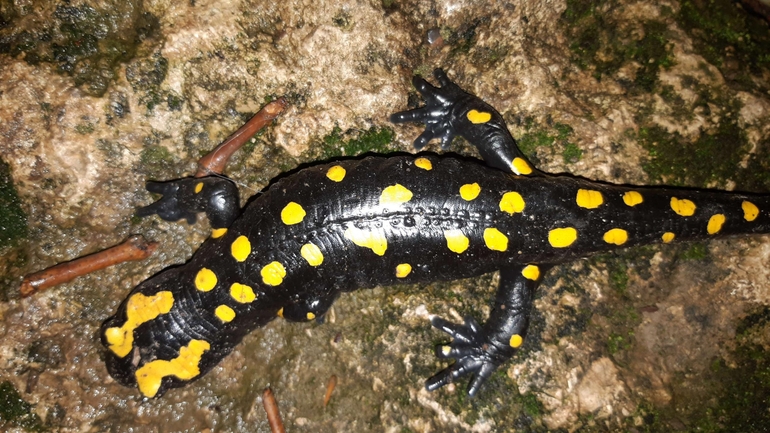 Salamandra infraimmaculata  photographed by רמדאן עיסא 