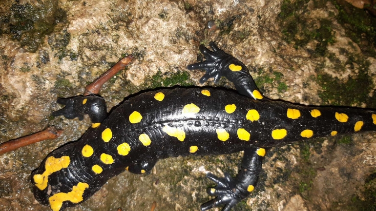 Salamandra infraimmaculata  photographed by רמדאן עיסא 