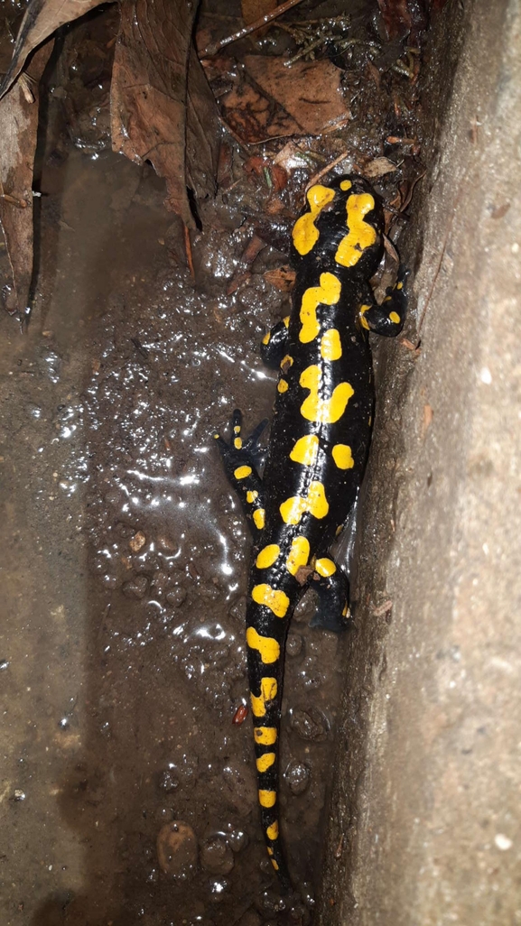 Salamandra infraimmaculata  photographed by רמדאן עיסא 