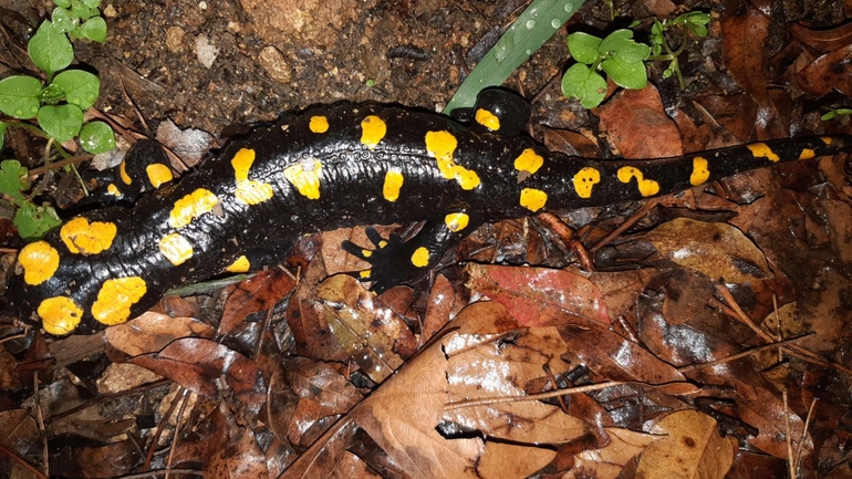 Salamandra infraimmaculata  photographed by רמדאן עיסא 