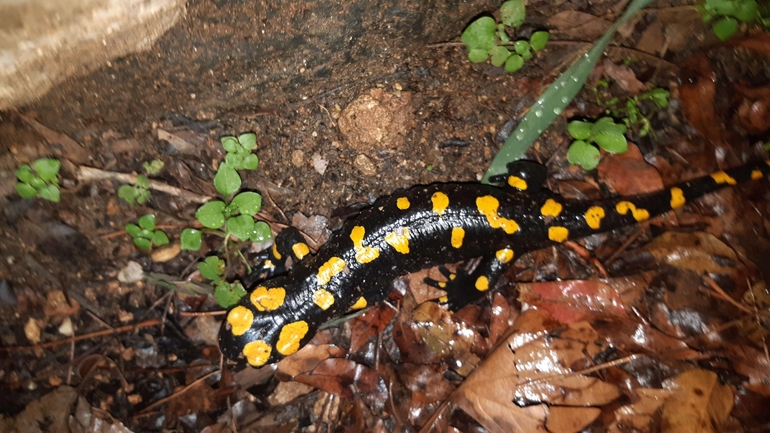 Salamandra infraimmaculata  photographed by רמדאן עיסא 