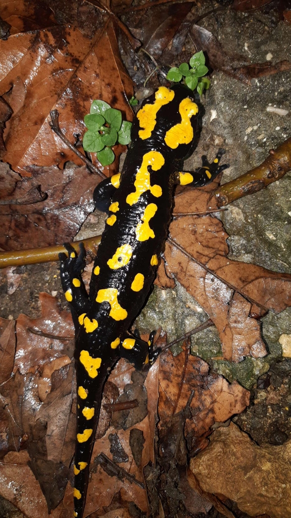 Salamandra infraimmaculata  photographed by רמדאן עיסא 